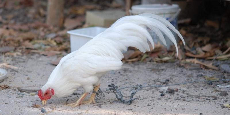 Tiêu chuẩn kỹ năng của một chiến kê giỏi đủ tiêu chuẩn tham gia đá gà tre